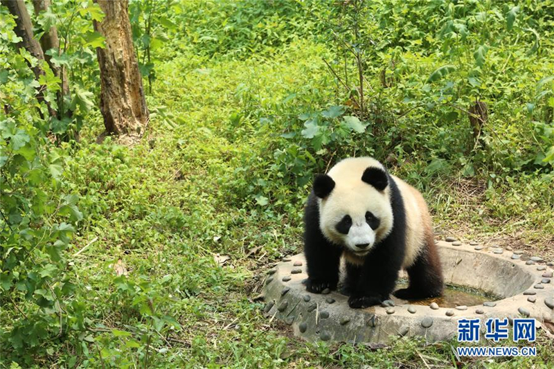 Zwei Pandas werden für Forschungsprojekt nach Russland geschickt