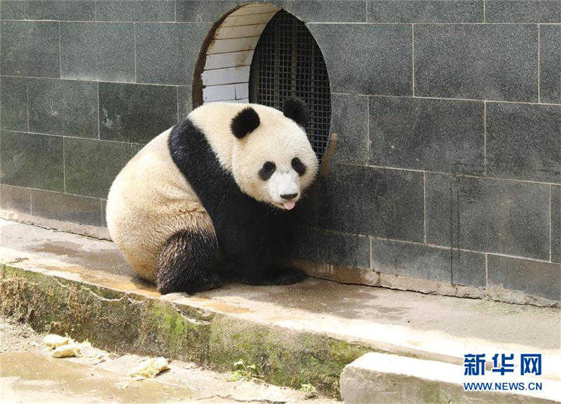 Zwei Pandas werden für Forschungsprojekt nach Russland geschickt