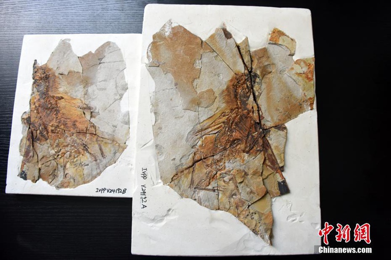 China entdeckt Dinosaurier mit membranartigen Flügeln aus Jurazeit