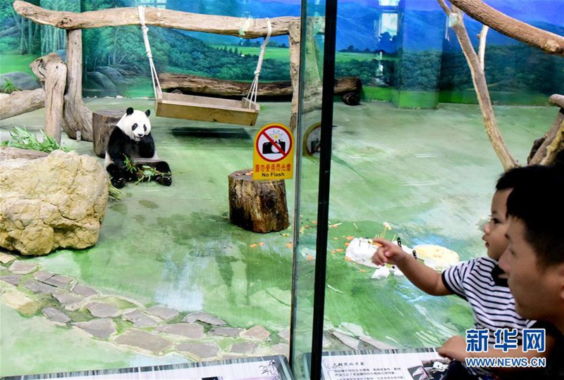 Der Panda „Yuanzai“ ist sechs Jahre alt!