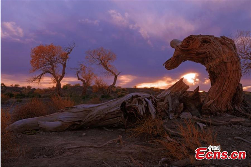 Xinjiangs goldene Wüstenpappel wird großer Tourismusmagnet