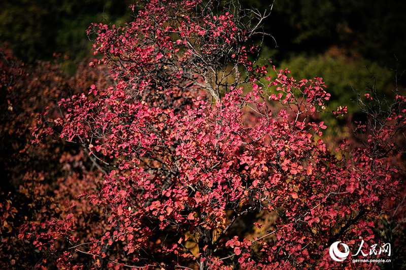 Ein Herbstspaziergang im Baiwangshan-Waldpark