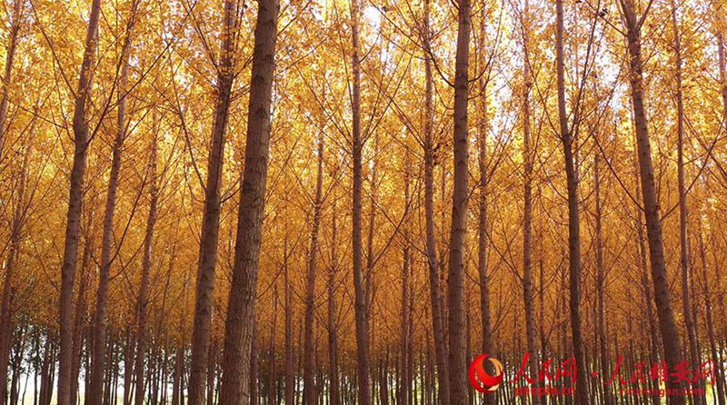 Goldener Herbst in Xiongan