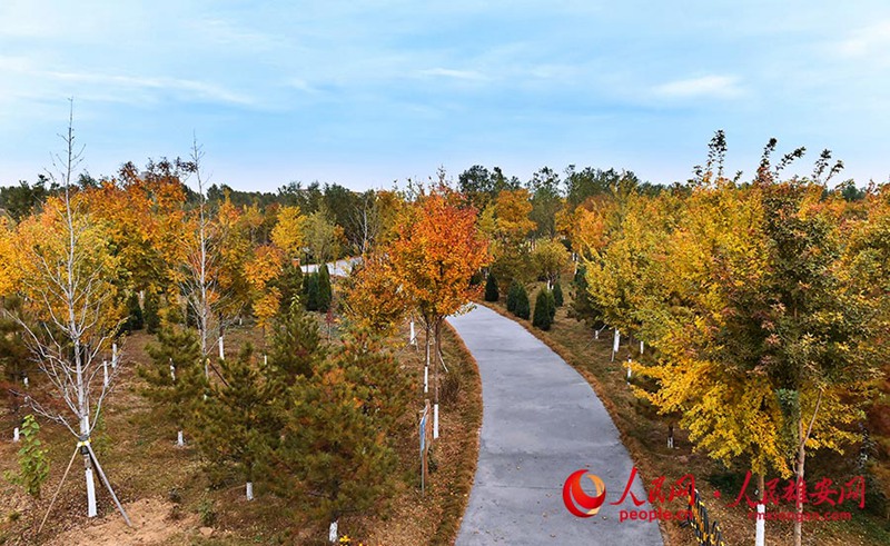 Goldener Herbst in Xiongan