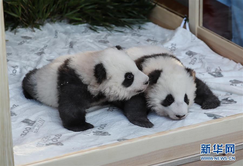 Berliner Panda-Zwillinge erhalten Namen