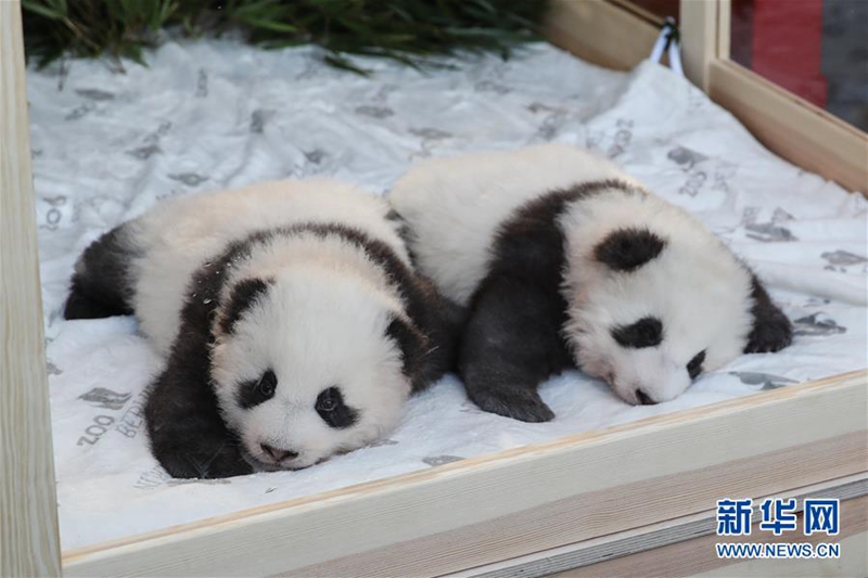 Berliner Panda-Zwillinge erhalten Namen