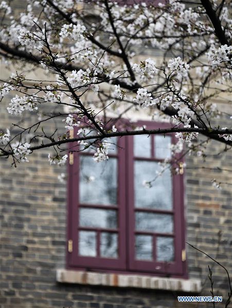 Wuhan-Universität zeigt Kirschblüten auf dem Campus