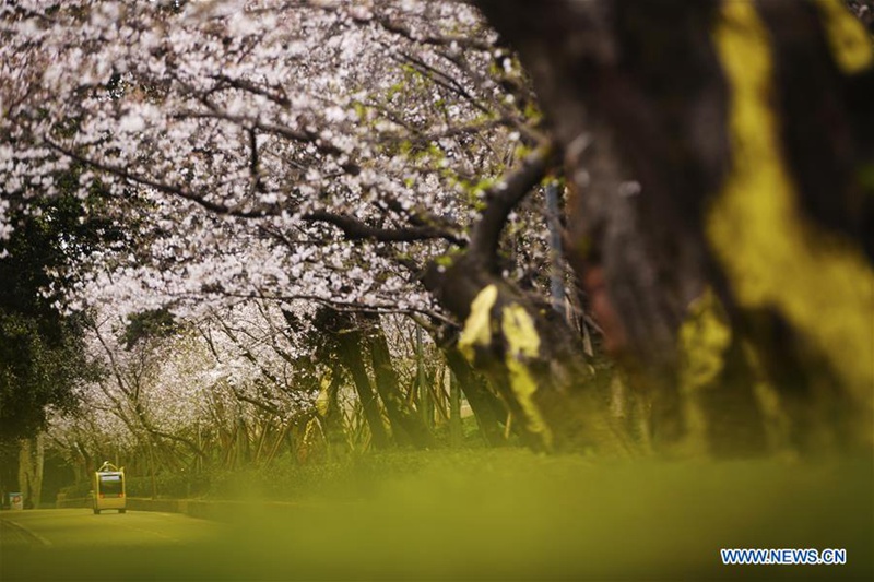Wuhan-Universität zeigt Kirschblüten auf dem Campus