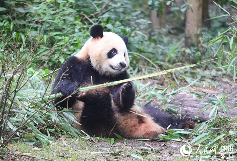 Panda wird Maskottchen der Universade 2021 in Chengdu