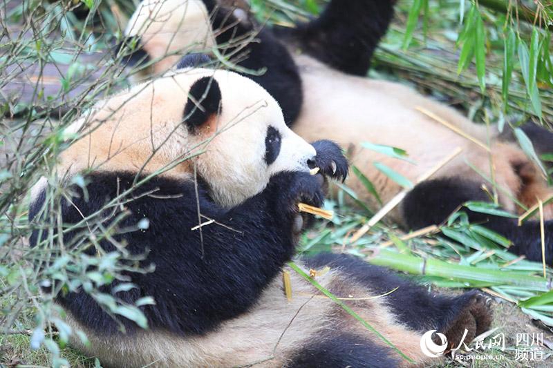 Panda wird Maskottchen der Universade 2021 in Chengdu