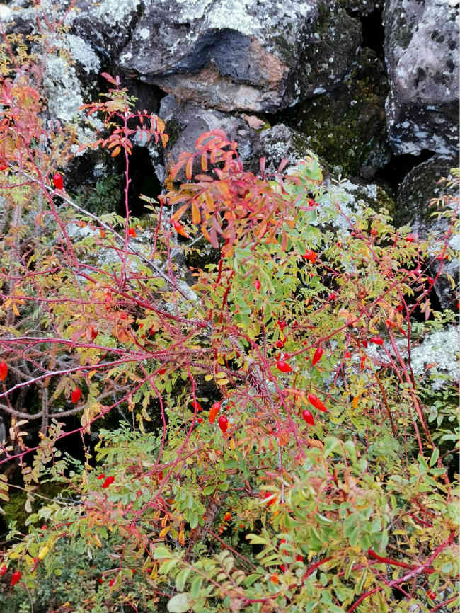 Schöne Herbstlandschaft in der Wudalianchi Scenic Area 