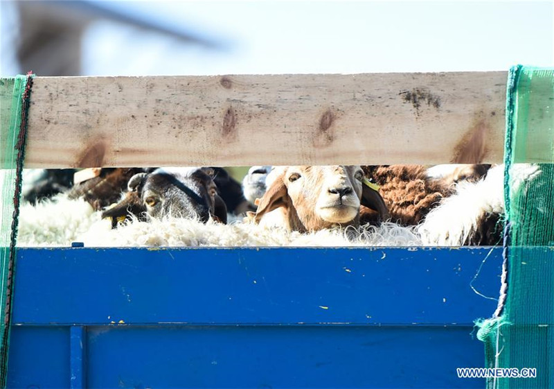 Gespendete Schafe aus der Mongolei in nordchinesischer Grenzstadt eingetroffen