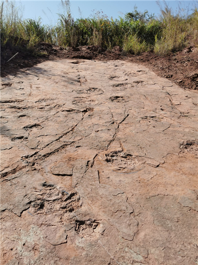 Paläontologen entdecken über 240 Fußabdrücke von Dinosauriern in Südostchina