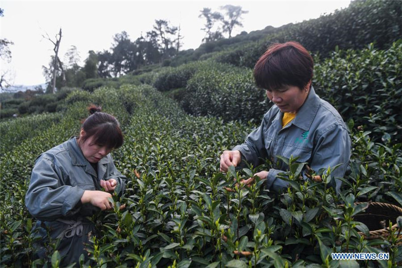 Erntesaison für Longjing-Tee vom West Lake beginnt