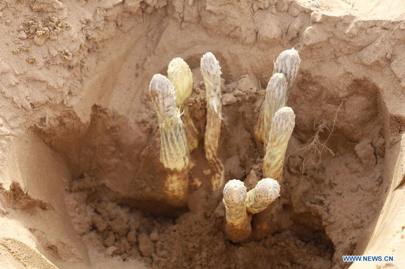 Landwirte in der nordchinesischen Wüste profitieren von Sandbekämpfungspflanze