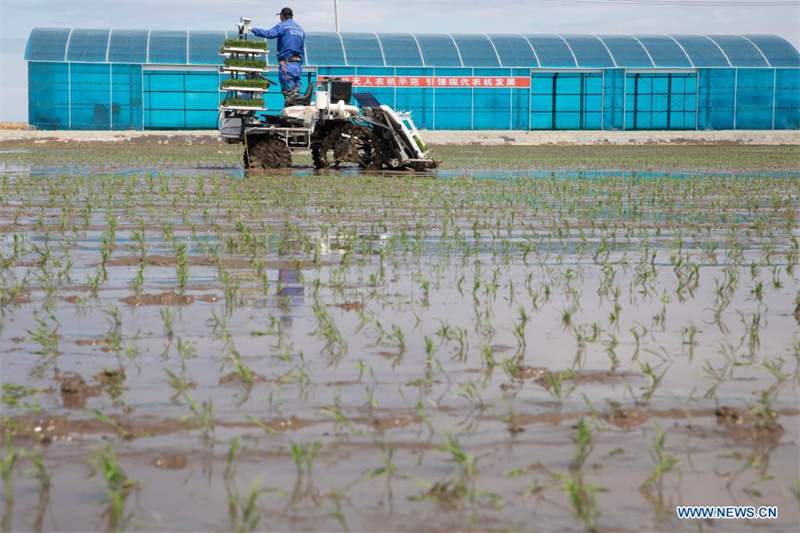 Beidou hilft bei der Entwicklung intelligenter Landwirtschaft in Nordostchina