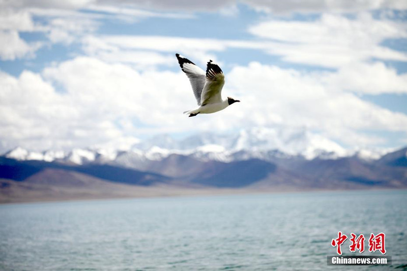 Reiseboom in der Gegend um den Namtso-See im westchinesischen Autonomen Gebiet Tibet