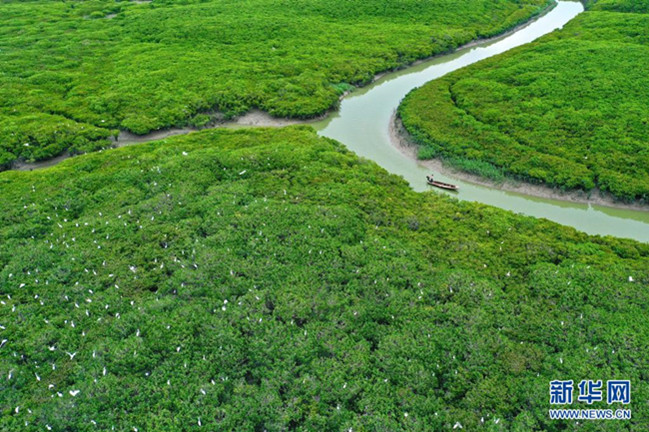 Fujian: Reiher sammeln sich in Mangroven