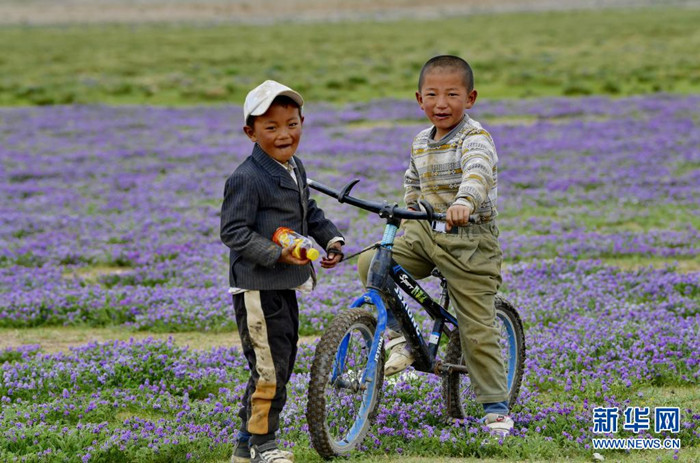 ​Die belebte Wiese in Tibet im Sommer