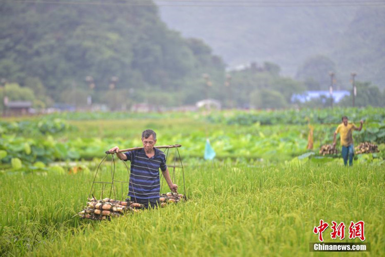 Südchina: Lotoswurzeln geerntet