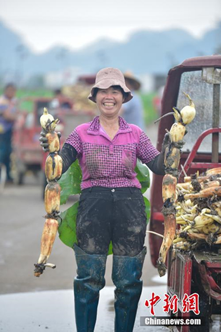 Südchina: Lotoswurzeln geerntet