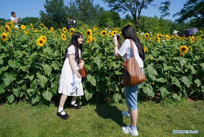 Menschen genießen in Beijing die Sonnenblumen
