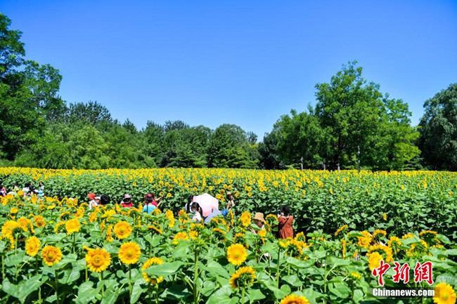 Menschen genießen in Beijing die Sonnenblumen