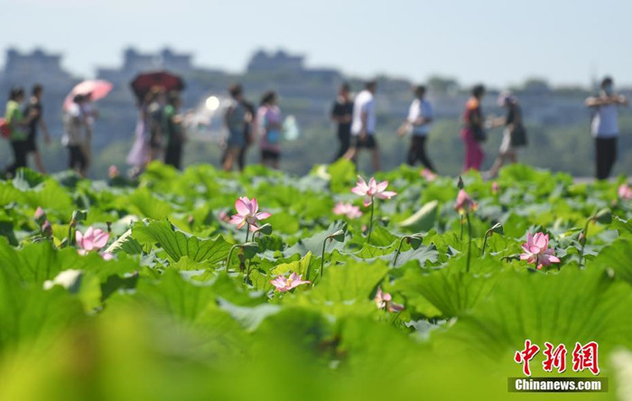 Hangzhou: Lotosblumen blühen im Westsee