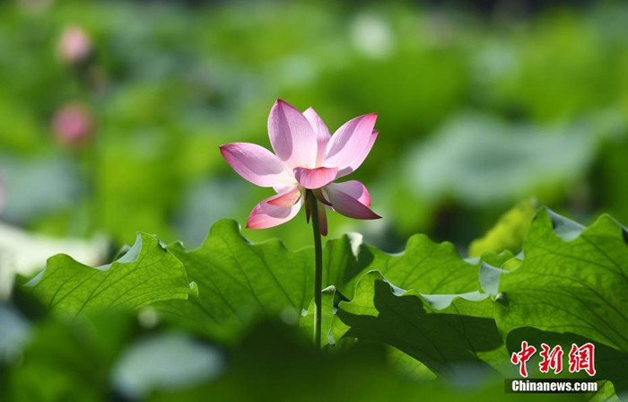 Hangzhou: Lotosblumen blühen im Westsee