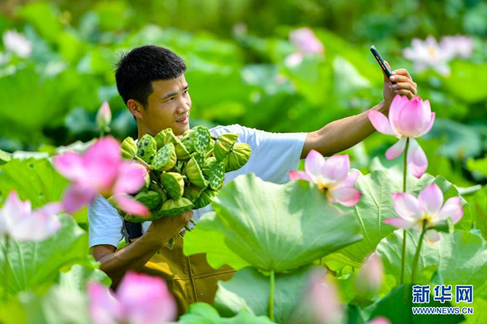 Zentralchina: Lotusfrüchte im Hochsommer geerntet