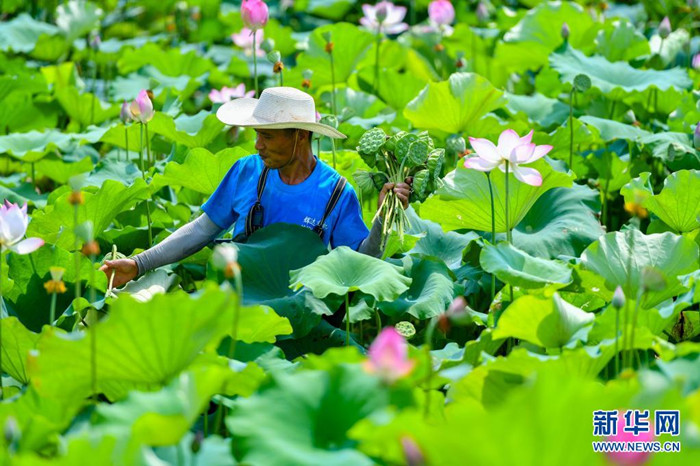 Zentralchina: Lotusfrüchte im Hochsommer geerntet