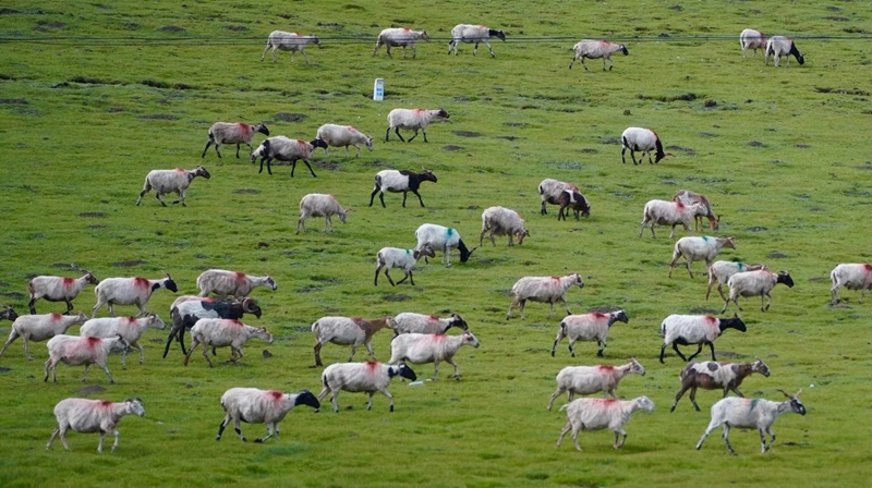 Landschaft mit größter Artenvielfalt im Qinghai-Tibet-Plateau