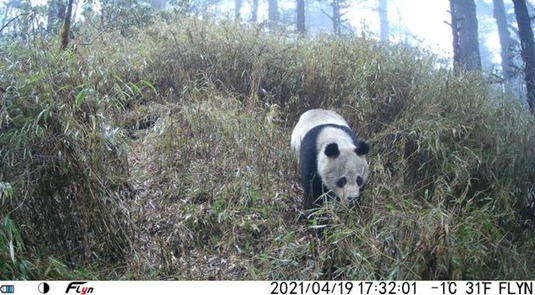 Wilde Riesenpandas in China nicht mehr „gefährdet“