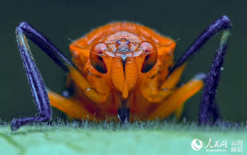 Die Welt der Insekten unter der Makrolinse