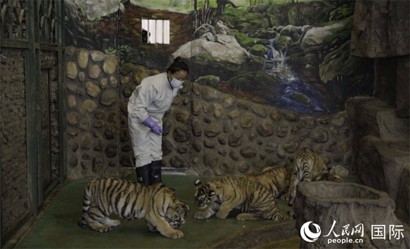 Weltgrößtes Zuchtzentrum für Sibirische Tiger