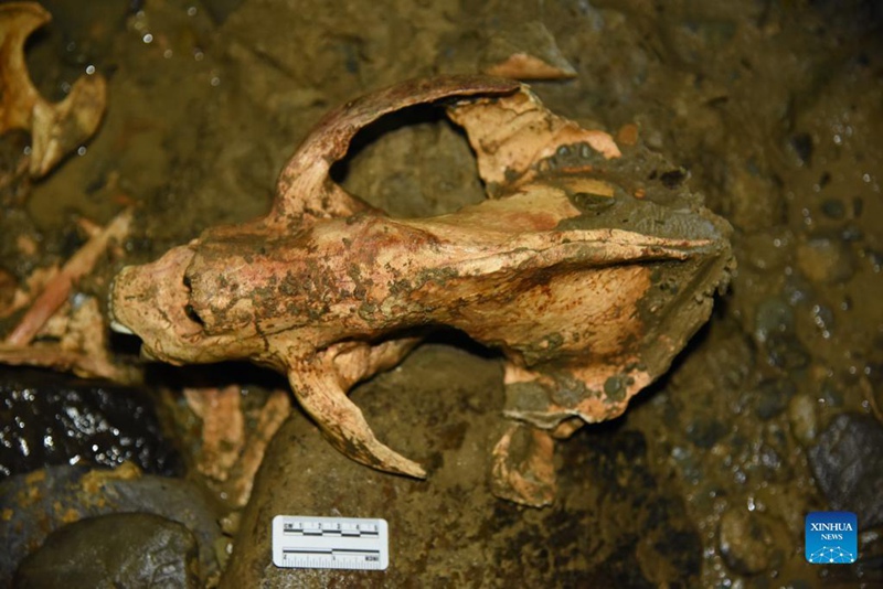 Über 100.000 Jahre altes Riesenpanda-Fossil in China gefunden