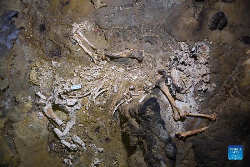 Über 100.000 Jahre altes Riesenpanda-Fossil in China gefunden