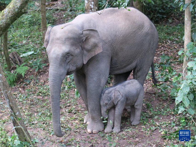 Yunnan: Population der wilden asiatischen Elefanten wächst wieder