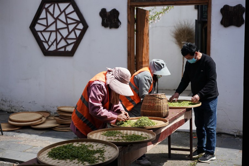 Die Teeernte ist vor dem Qingming-Festival in ganz China in vollem Gange