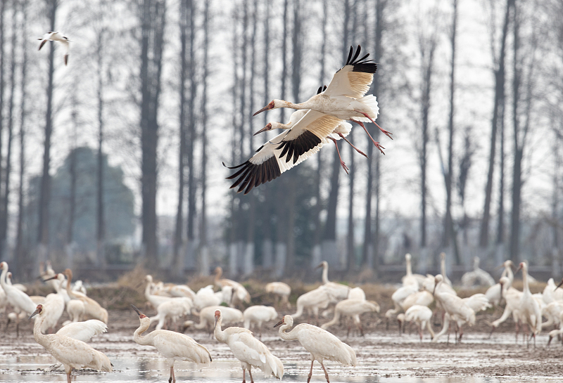 Über 4.200 gefährdete Kraniche an Jiangxis größtem Süßwassersee gesichtet