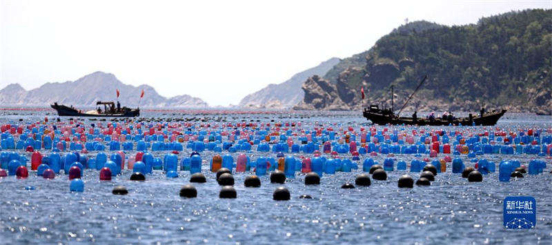 Meeresfarmen in Dalian werden zum „blauen Getreidespeicher“ auf See