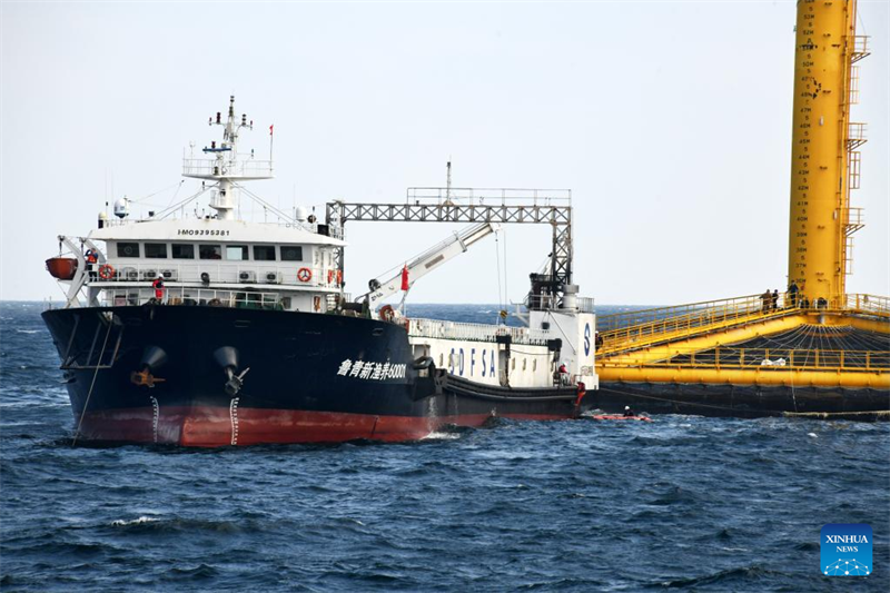 China erntet die erste Charge selbst gezüchteter atlantischer Tiefseelachse
