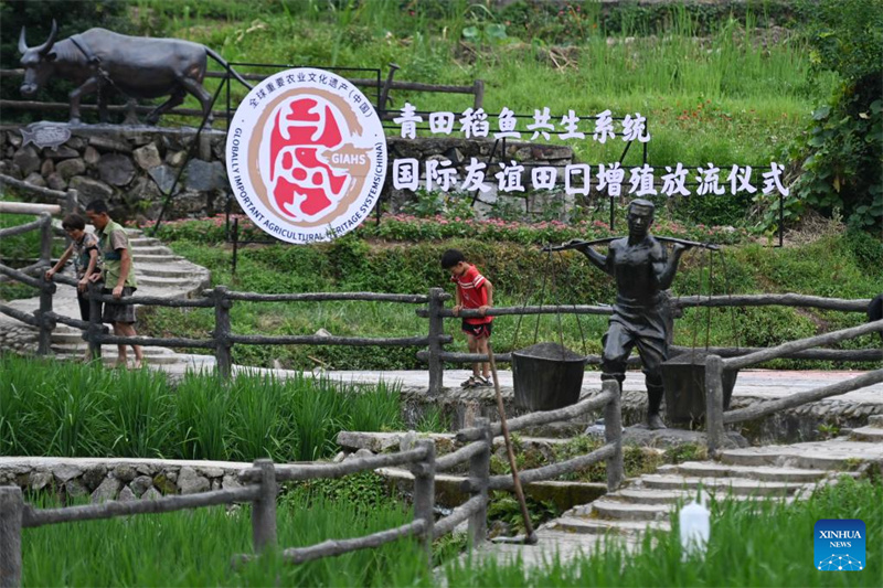In Bildern: Reis-Fisch-Kokultur in Ostchinas Provinz Zhejiang