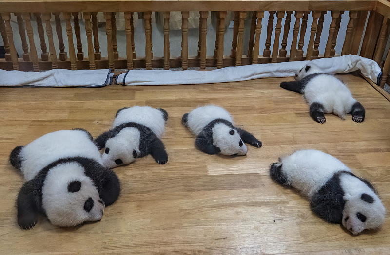 Chengdu: Große Pandas genießen kühles Wetter