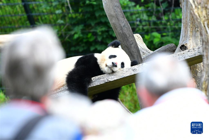 Pandas in Berlin werden 3 Jahre alt