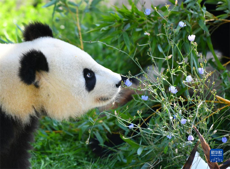 Pandas in Berlin werden 3 Jahre alt