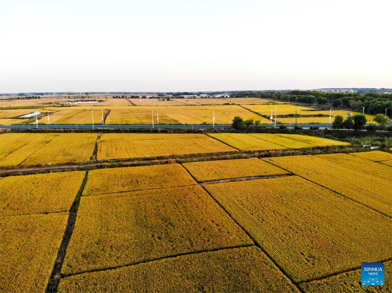 Reisfelder in der Provinz Heilongjiang