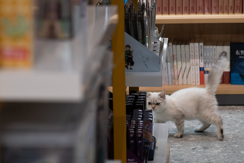 Beijing: Erste Haustier-Xinhua-Buchhandlung eröffnet
