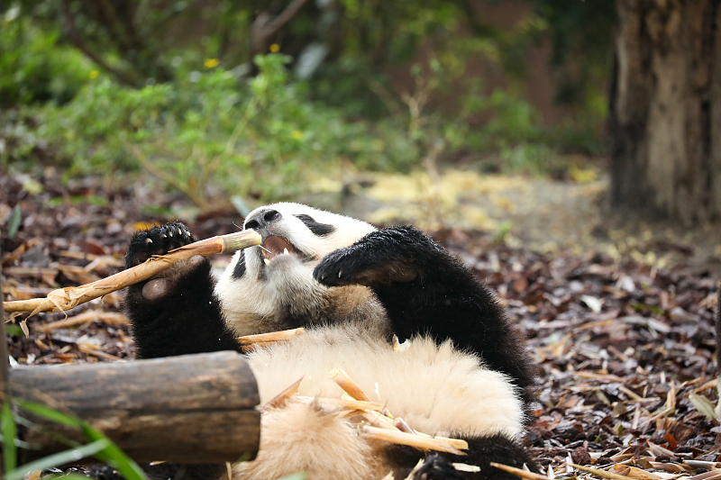 Chengdu: Das gemütliche Leben der großen Pandas