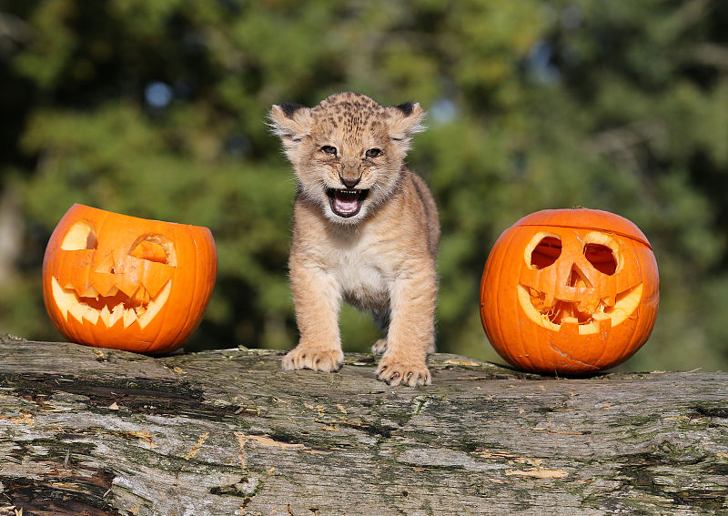 Tiere und Halloween